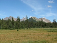 Meadows near Miette Lake
